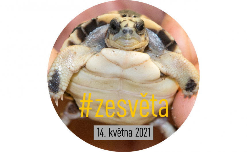 #zesvěta14.5. #zesvěta: Citliví žraloci, obchod s miminky a aplikace proti zlodějům umění