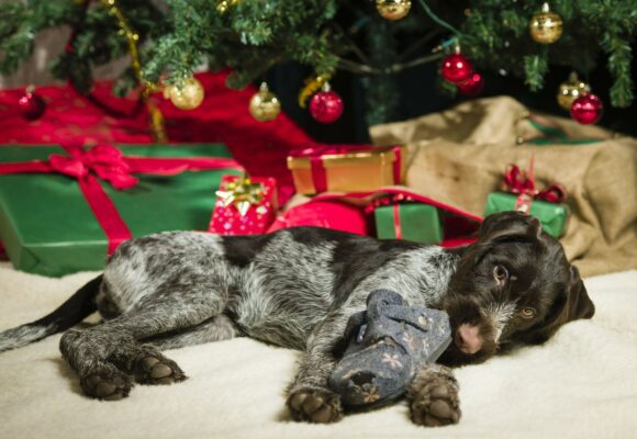 Proč je štěně nevhodný vánoční dárek a jak souvisí se zločinem