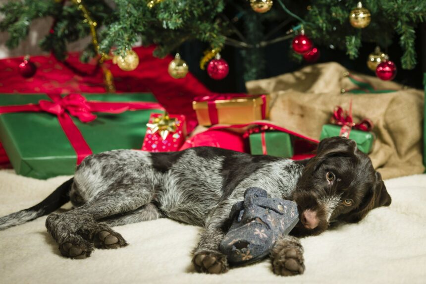 Proč je štěně nevhodný vánoční dárek a jak souvisí se zločinem