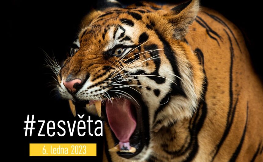 IMG_9341 #zesvěta: Hudební tygr za mřížemi